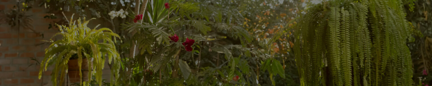 banner plp